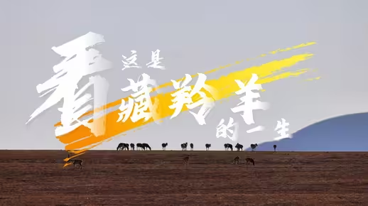 看,这是藏羚羊的一生